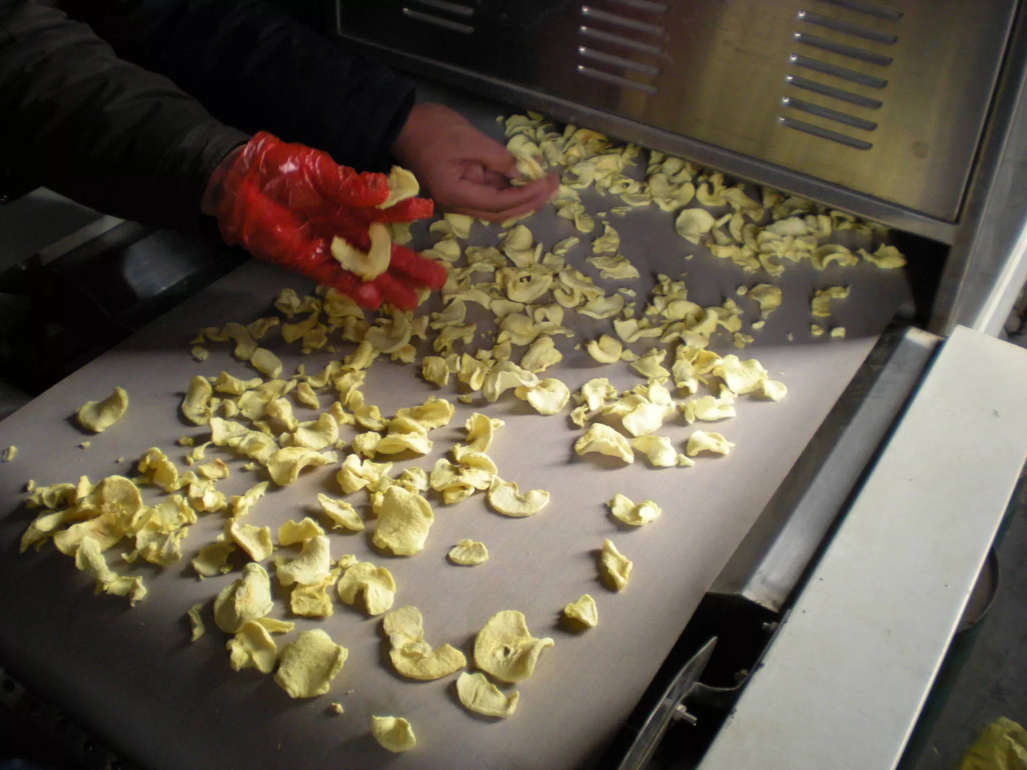 apple slices dehydrator.jpg